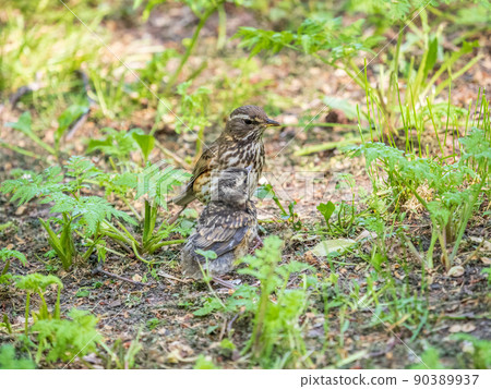 Wood bird Redwing, Turdus iliacus, feeds the chick with earthworms on the ground. An adult chick left the nest but its parents continue to take care of him. Wood bird Redwing, Turdus iliacus, feeds the chick with earthworms on the ground. An adult chick left the nest but its parents continue to take care of him. 90389937