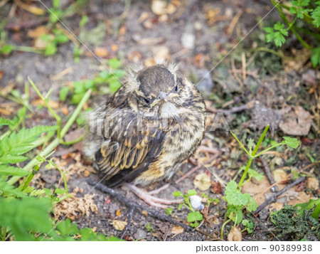 A Redwing chick, Turdus iliacus,, has left the nest and sitting on the spring lawn. A Redwing chick, a bird in the thrush family, sits on the ground and waits for food from its parents. 90389938