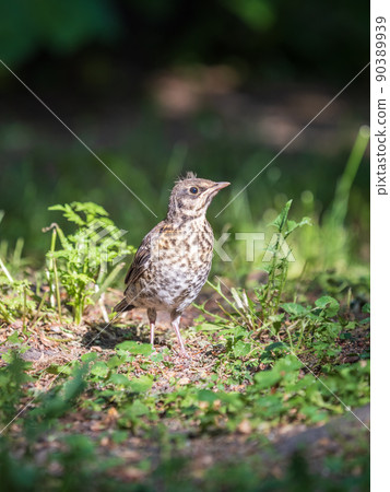 A fieldfare chick, Turdus pilaris, has left the nest and sitting on the spring lawn. A fieldfare chick sits on the ground and waits for food from its parents. A fieldfare chick, Turdus pilaris, has left the nest and sitting on the spring lawn. A fieldfare chick sits on the ground and waits for food from its parents. 90389939