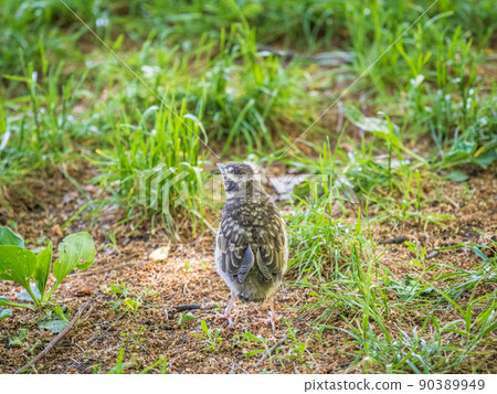 A Redwing chick, Turdus iliacus,, has left the nest and sitting on the spring lawn. A Redwing chick, a bird in the thrush family, sits on the ground and waits for food from its parents. A Redwing chick, Turdus iliacus,, has left the nest and sitting on the spring lawn. A Redwing chick, a bird in the thrush family, sits on the ground and waits for food from its parents. 90389949