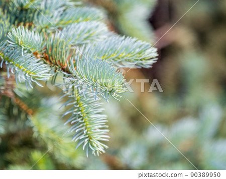 Branches of blue spruce with needles in the sunset light. The blue spruce, Colorado spruce, or Colorado blue spruce, with the Latin name Picea pungens. Branches of blue spruce with needles in the sunset light. The blue spruce, Colorado spruce, or Colorado blue spruce, with the Latin name Picea pungens. 90389950