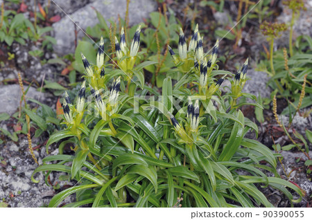 Spider gentian buds (Daisetsuzan, Hokkaido) 90390055