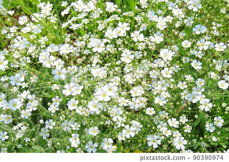 花園 花園 90390974