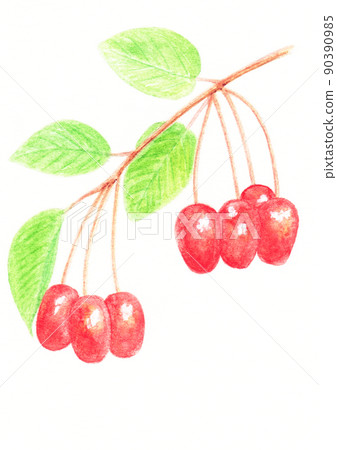 龜尾的水彩插圖。 龜尾的水彩插圖。 90390985