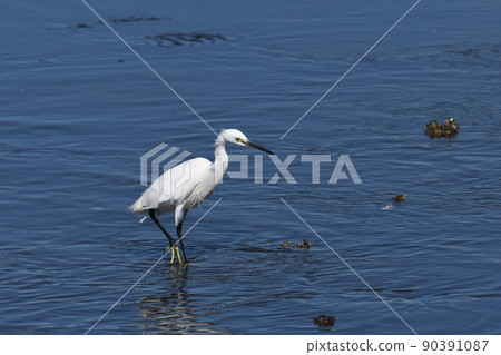 Little egret hunting along the coast Little egret hunting along the coast 90391087