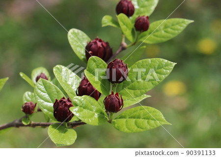 Kurobana Rubai Kurobana Rubai 90391133