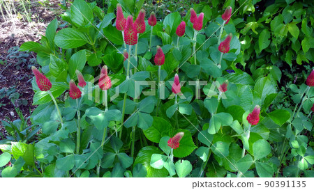 The red flowers in this field are Crimson clover The red flowers in this field are Crimson clover 90391135