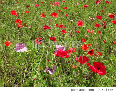 June poppy June poppy 90391356
