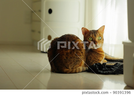 孟加拉，一張天真無邪的臉，印著非常漂亮的豹紋 90391396