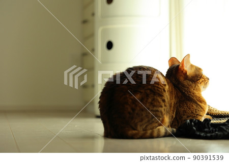 Bengal with an innocent face with a very beautiful leopard print 90391539