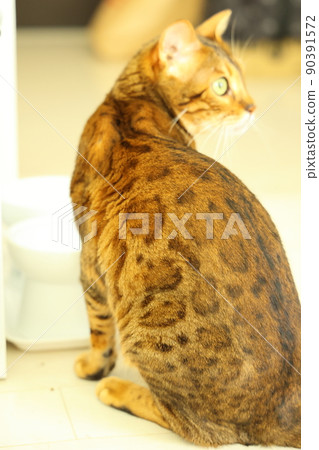 Bengal with an innocent face with a very beautiful leopard print Bengal with an innocent face with a very beautiful leopard print 90391572