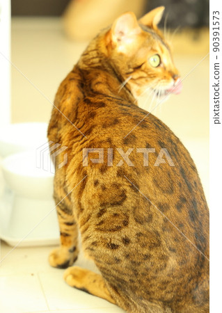 Bengal with an innocent face with a very beautiful leopard print Bengal with an innocent face with a very beautiful leopard print 90391573