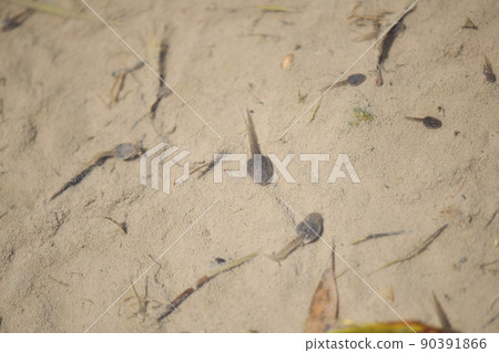 Tadpoles around 10 am in early summer Tadpoles around 10 am in early summer 90391866