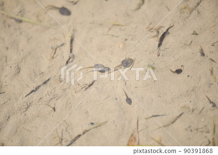 Tadpoles around 10 am in early summer Tadpoles around 10 am in early summer 90391868