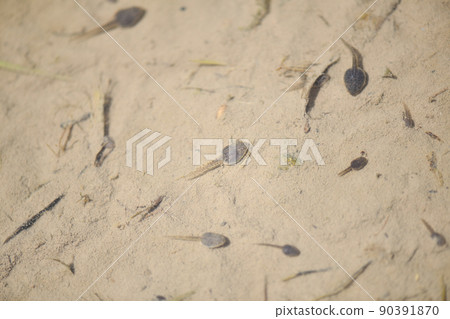 初夏上午10點左右的蝌蚪 初夏上午10點左右的蝌蚪 90391870