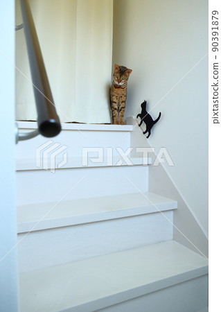 Bengal with an innocent face with a very beautiful leopard print 90391879