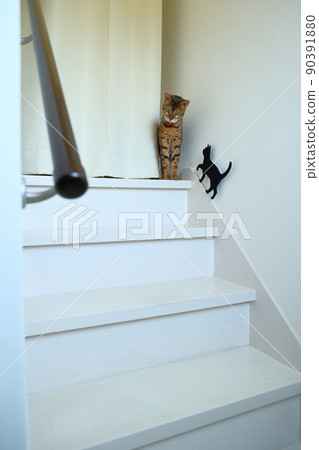 Bengal with an innocent face with a very beautiful leopard print 90391880