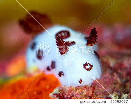 Blue Fly Blue Fly 90392017