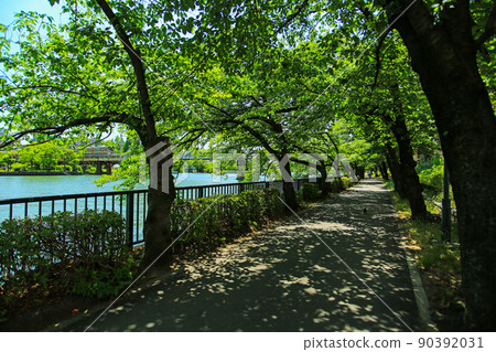 A walking path along the Okawa River in Kita-ku, Osaka 90392031