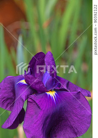 Iris 90392122