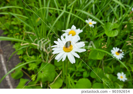 Gametis jucunda found in the mountains of Fukuoka Town, Takaoka City, Toyama Prefecture 90392654