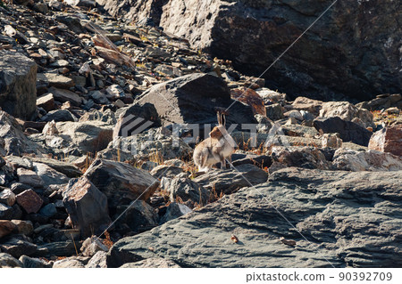 Well-fed brown hare sits on rocks in the wild. Mountain Hare (Lepus Timidus) in the natural habitat. Wild hare. Well-fed brown hare sits on rocks in the wild. Mountain Hare (Lepus Timidus) in the natural habitat. Wild hare. 90392709