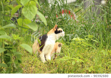 A photo of a calico cat dressing up in the fresh green 90392880