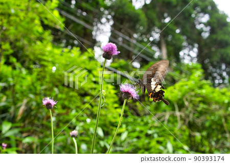 Papilio helenus in the mountains of Takaoka City, Toyama Prefecture 90393174