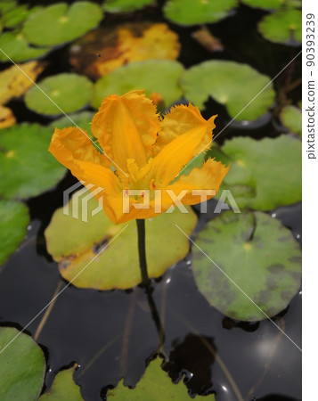 淺草花 淺草花 90393239