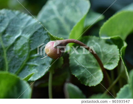 含種子的花園仙客來，種植的仙客來果實 90393547