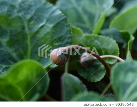 含種子的花園仙客來，種植的仙客來果實 90393548