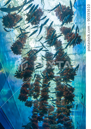 海菠蘿林仙台海之森水族館(宮城縣仙台市) 海菠蘿林仙台海之森水族館(宮城縣仙台市) 90393610
