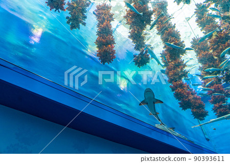 海菠蘿林仙台海之森水族館(宮城縣仙台市) 海菠蘿林仙台海之森水族館(宮城縣仙台市) 90393611