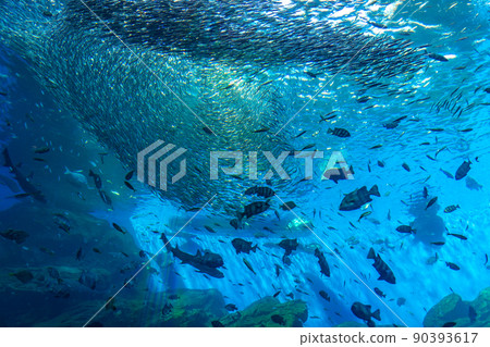 Sendai Uminomori Aquarium Large Aquarium Life Kiramekuumi (Sendai City, Miyagi Prefecture) 90393617