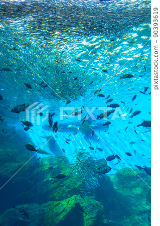 Sendai Uminomori Aquarium Large Aquarium Life Kiramekuumi (Sendai City, Miyagi Prefecture) Sendai Uminomori Aquarium Large Aquarium Life Kiramekuumi (Sendai City, Miyagi Prefecture) 90393619