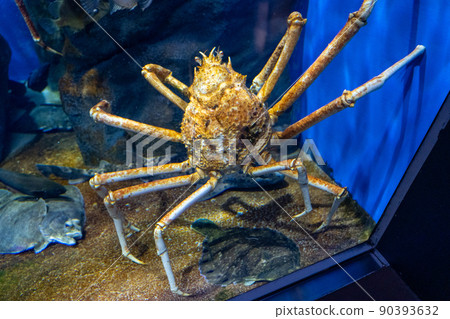 Japanese spider crab Japanese spider crab 90393632