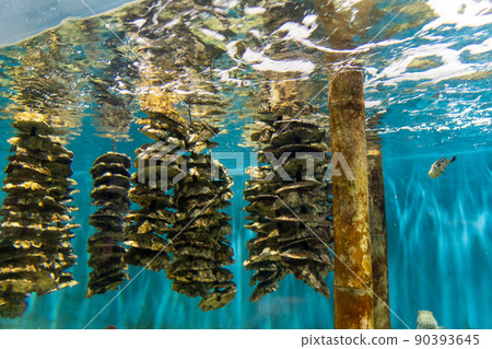 真正的生蠔 90393645