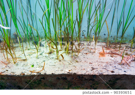 Eelgrass eelgrass seaweed 90393651