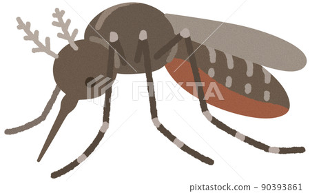 白紋伊蚊 90393861