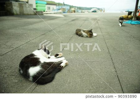 居住在田代島和仁戶田港的當地貓 90393890