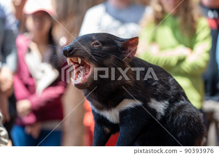 澳大利亞博諾隆野生動物園的塔斯馬尼亞惡魔張開嘴,露出鋒利的獠牙 澳大利亞博諾隆野生動物園的塔斯馬尼亞惡魔張開嘴,露出鋒利的獠牙 90393976
