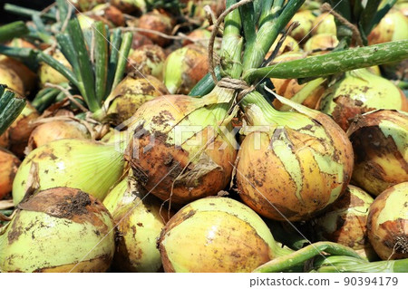 Harvested and tied onions 90394179