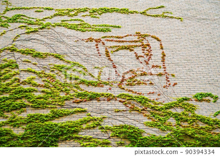 兵庫西宮阪神甲子園體育場種植常春藤(光面,初夏) 兵庫西宮阪神甲子園體育場種植常春藤(光面,初夏) 90394334