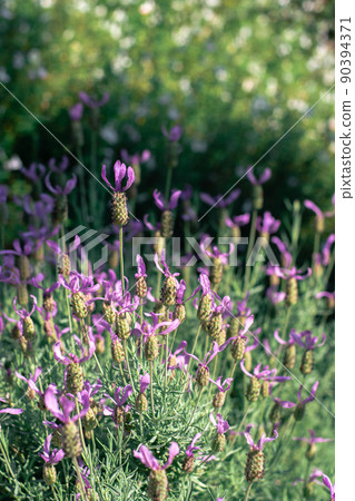 French lavender flowerbed Nakanoshima lavender Osaka Osaka Nakanoshima Park French lavender flowerbed Nakanoshima lavender Osaka Osaka Nakanoshima Park 90394371