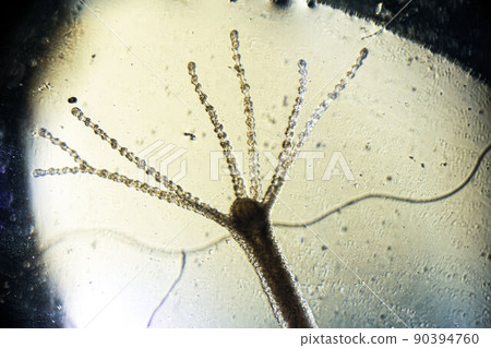Hydra vulgaris under a light microscope, freshwater hydra taken from the pond Hydra vulgaris under a light microscope, freshwater hydra taken from the pond 90394760