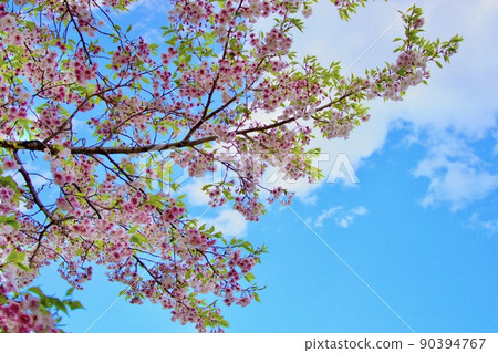 Sakura and blue sky copy space horizontal photo Sakura and blue sky copy space horizontal photo 90394767