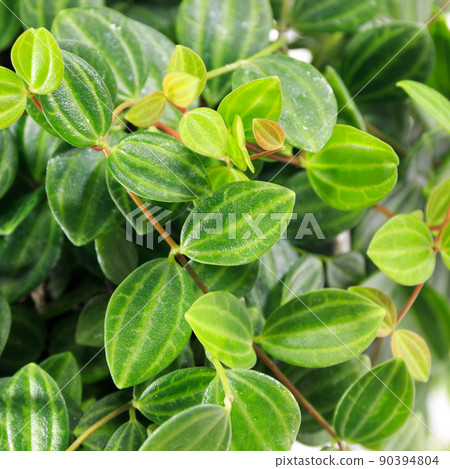 Leaves of foliage plant, Peperomia angler [white background] 90394804