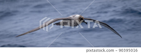 Panorama of southern giant petrel over ocean Panorama of southern giant petrel over ocean 90395016