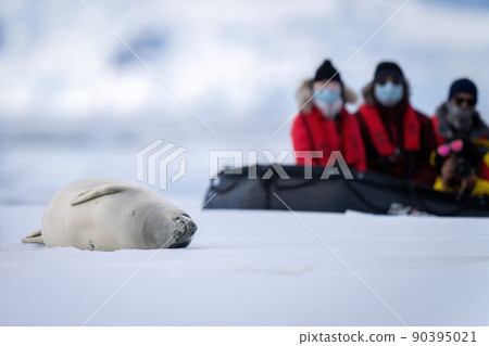 Photographers in inflatable watch sleeping crabeater seals 90395021