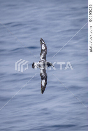 Slow pan of Cape petrel over ocean 90395026